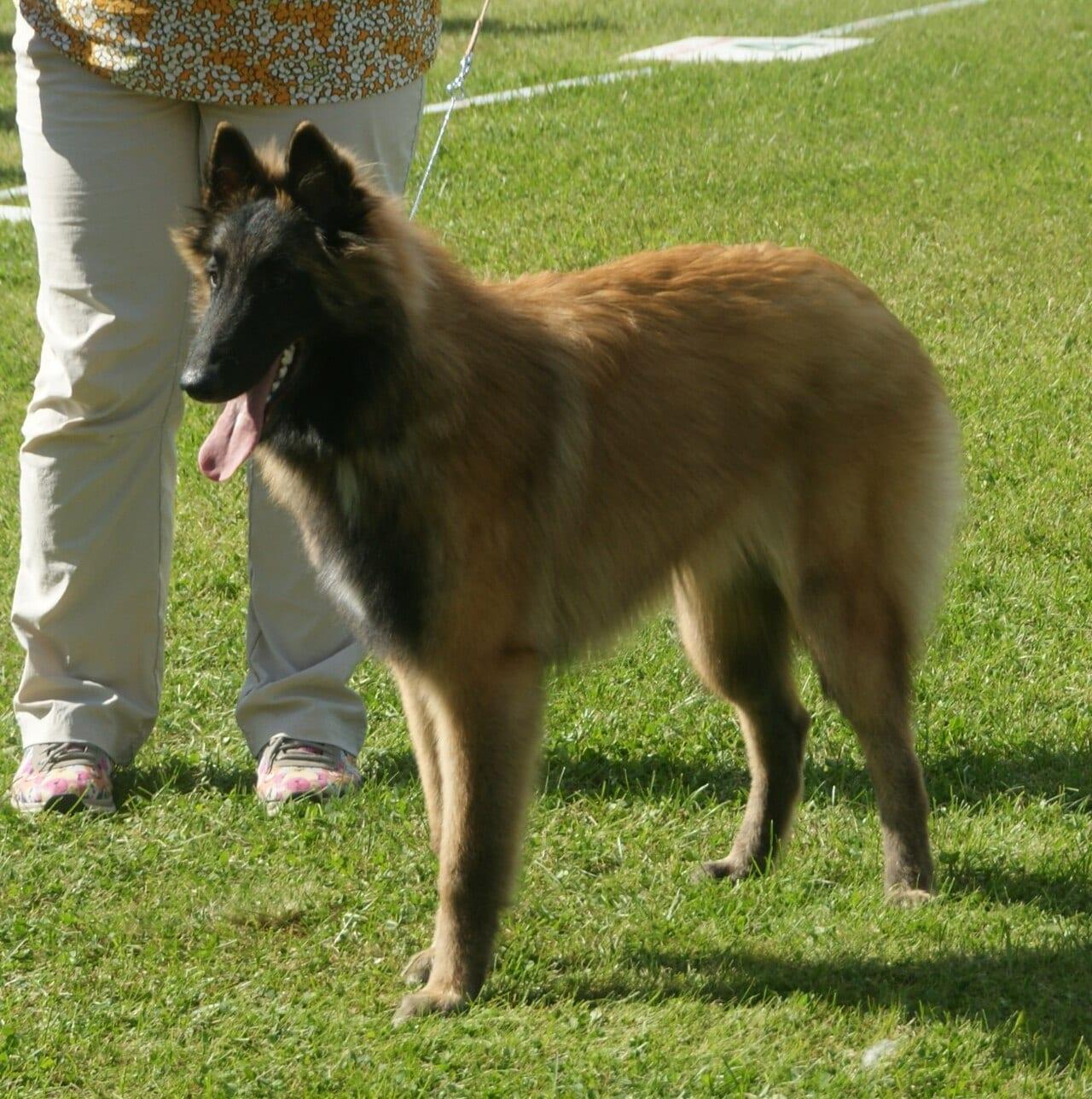 Tervueren - Hunderasse
