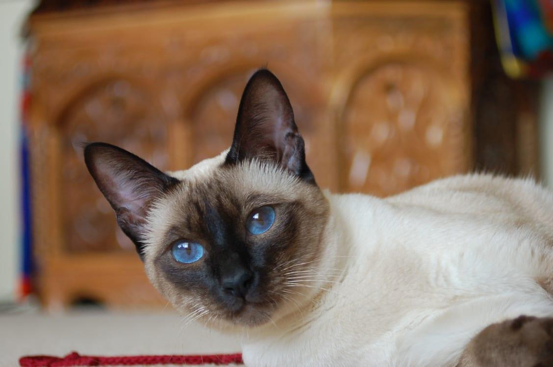 Thaikatze - Katzenrasse