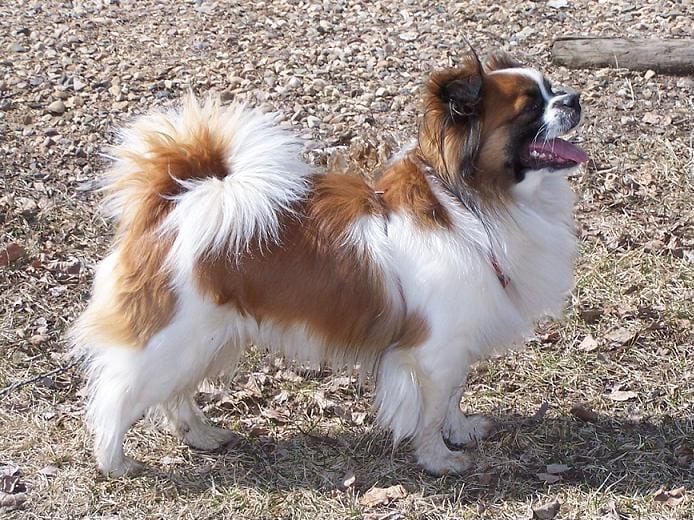 Tibet Spaniel - Hunderasse