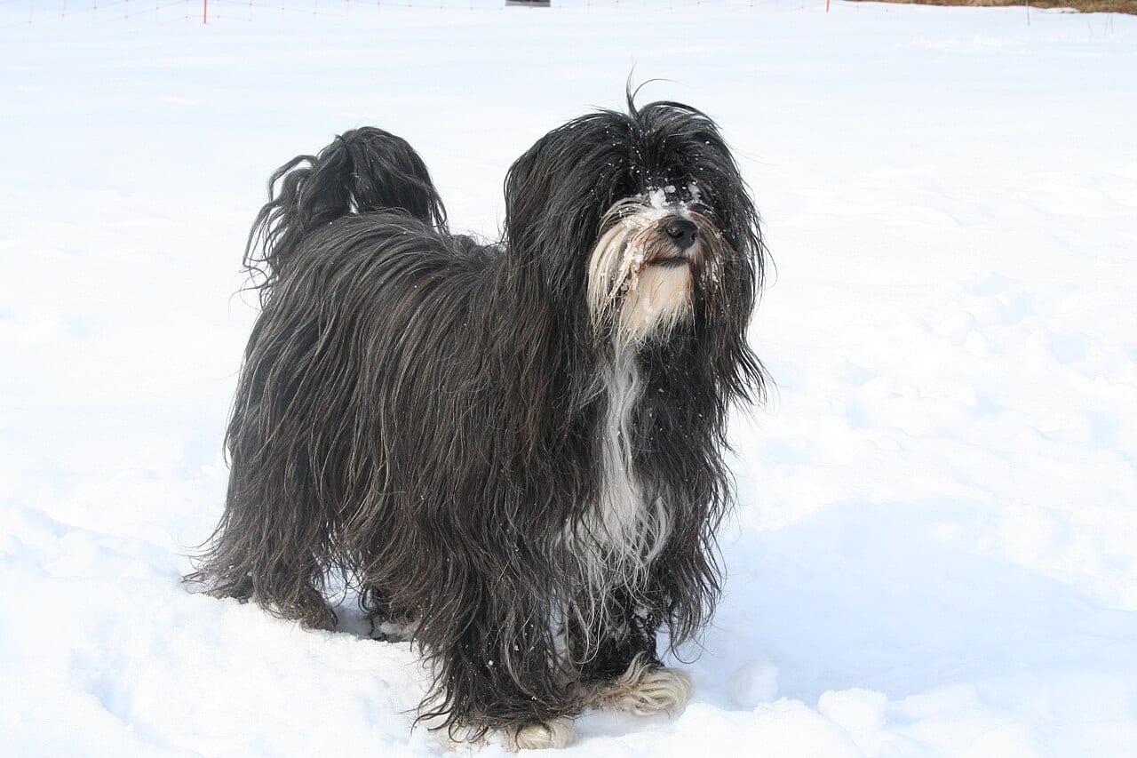 Tibet Terrier - Hunderasse