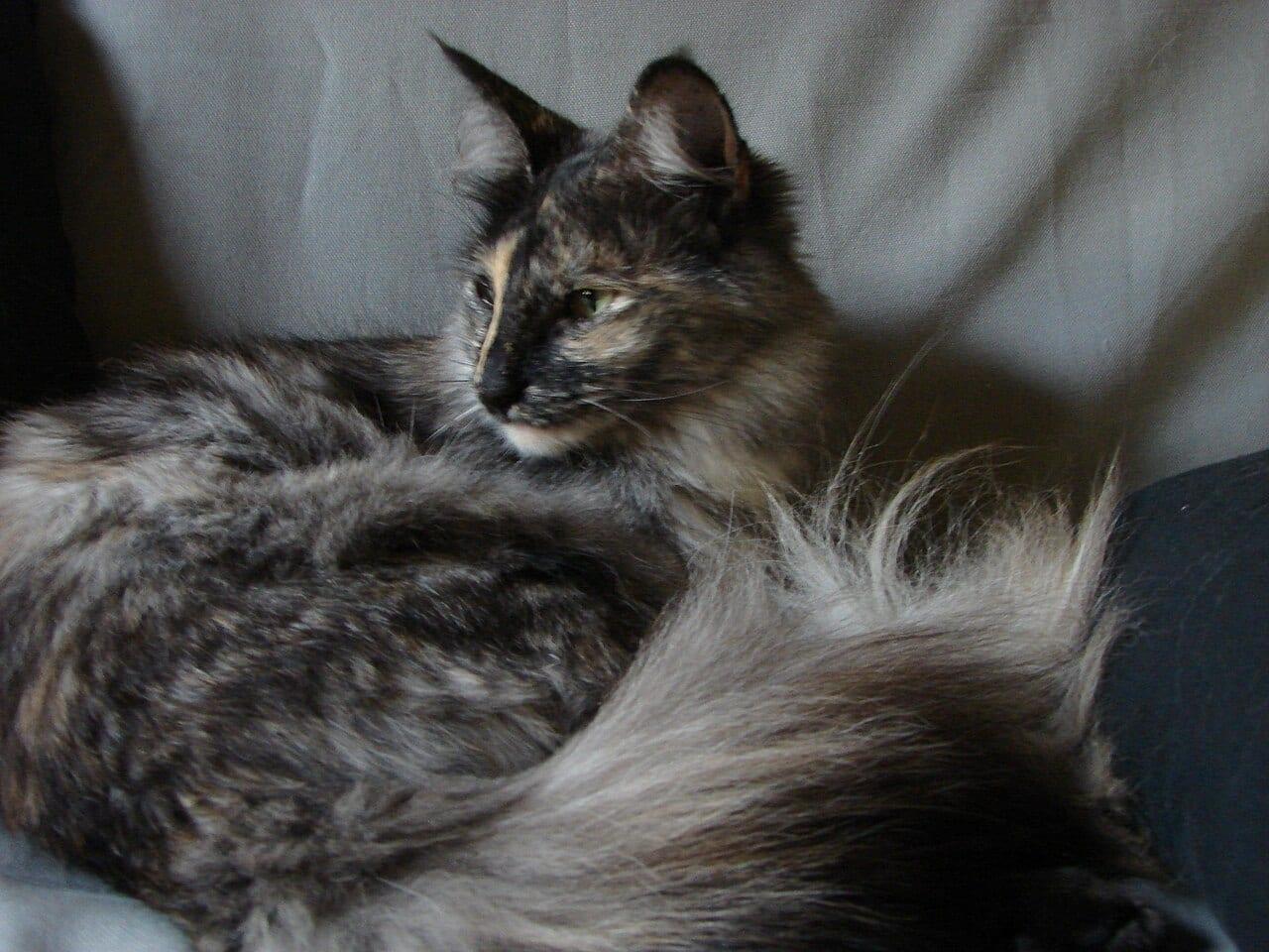 Türkische Angora - Katzenrasse