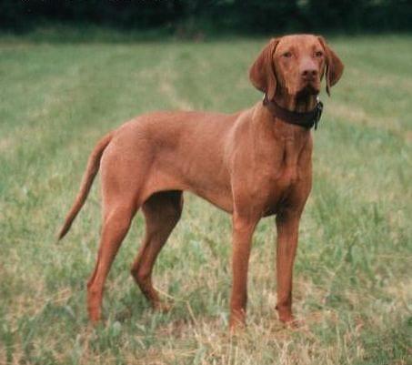 Vizsla - Hunderasse