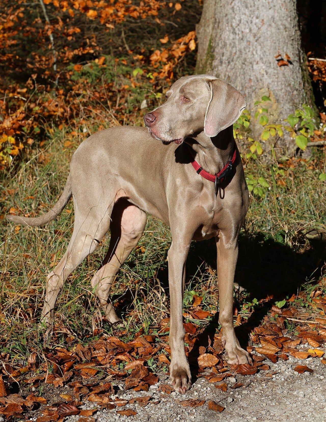 Weimaraner - Hunderasse
