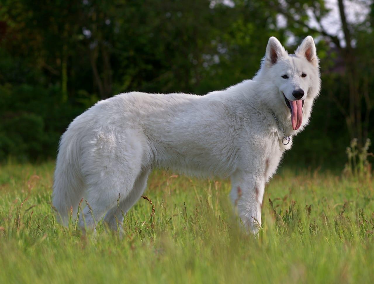 Weißer Schweizer Schäferhund