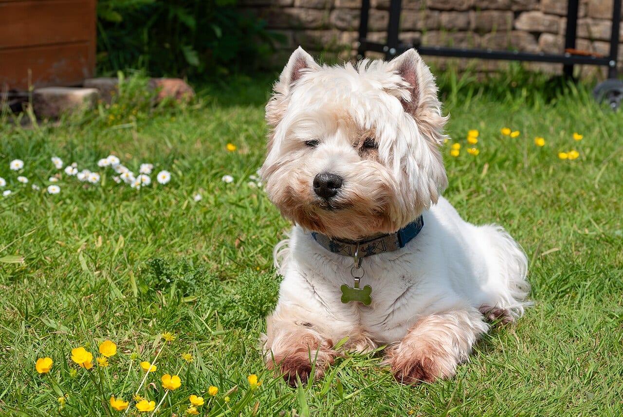 West Highland White Terrier - Hunderasse