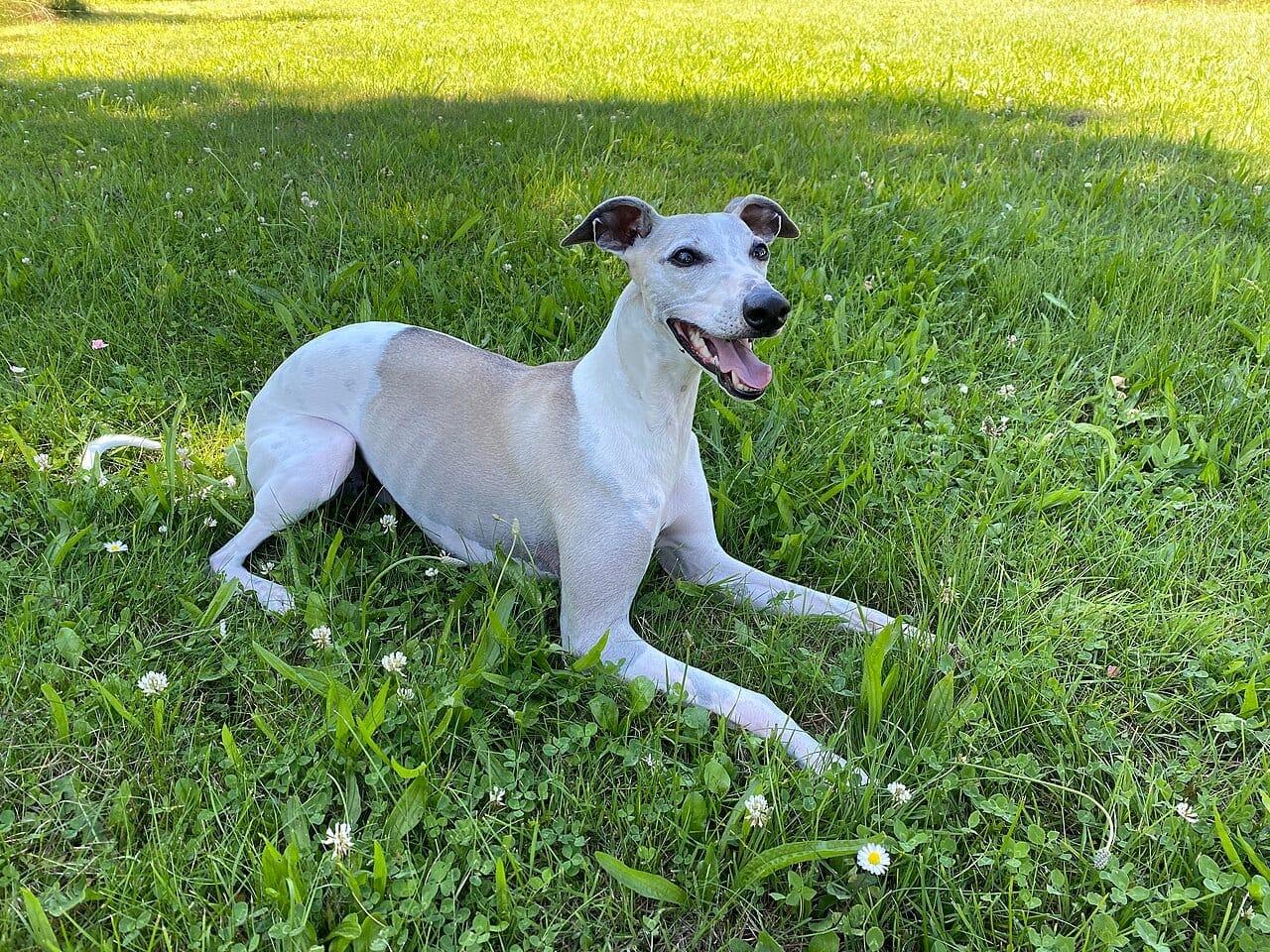 Whippet - Hunderasse