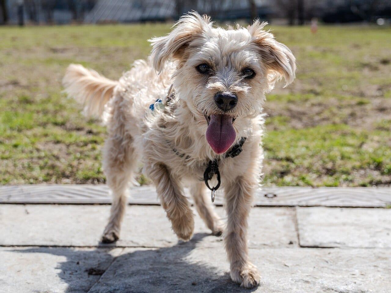 Yorkipoo - Hunderasse