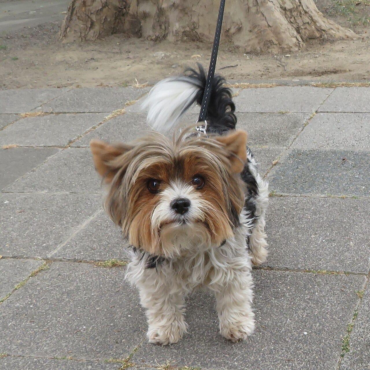 Yorkshire Terrier - Hunderasse