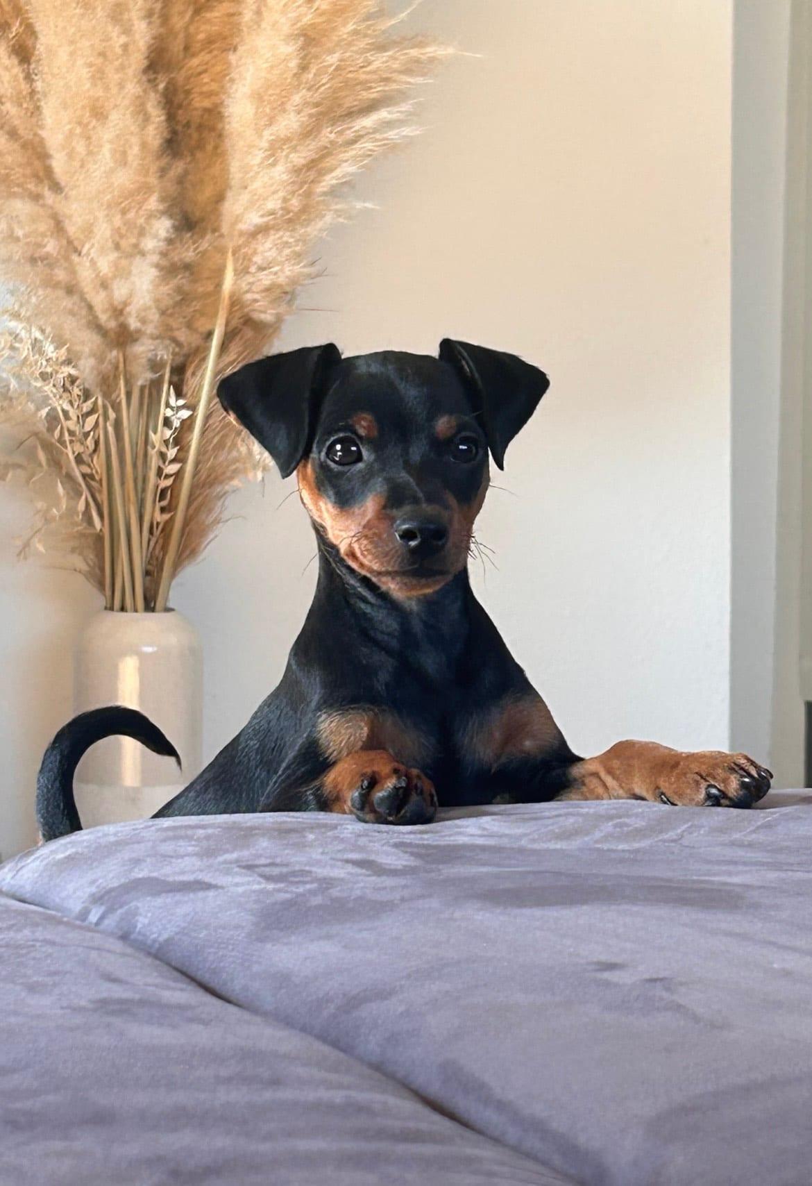 Zwergpinscher - Hunderasse