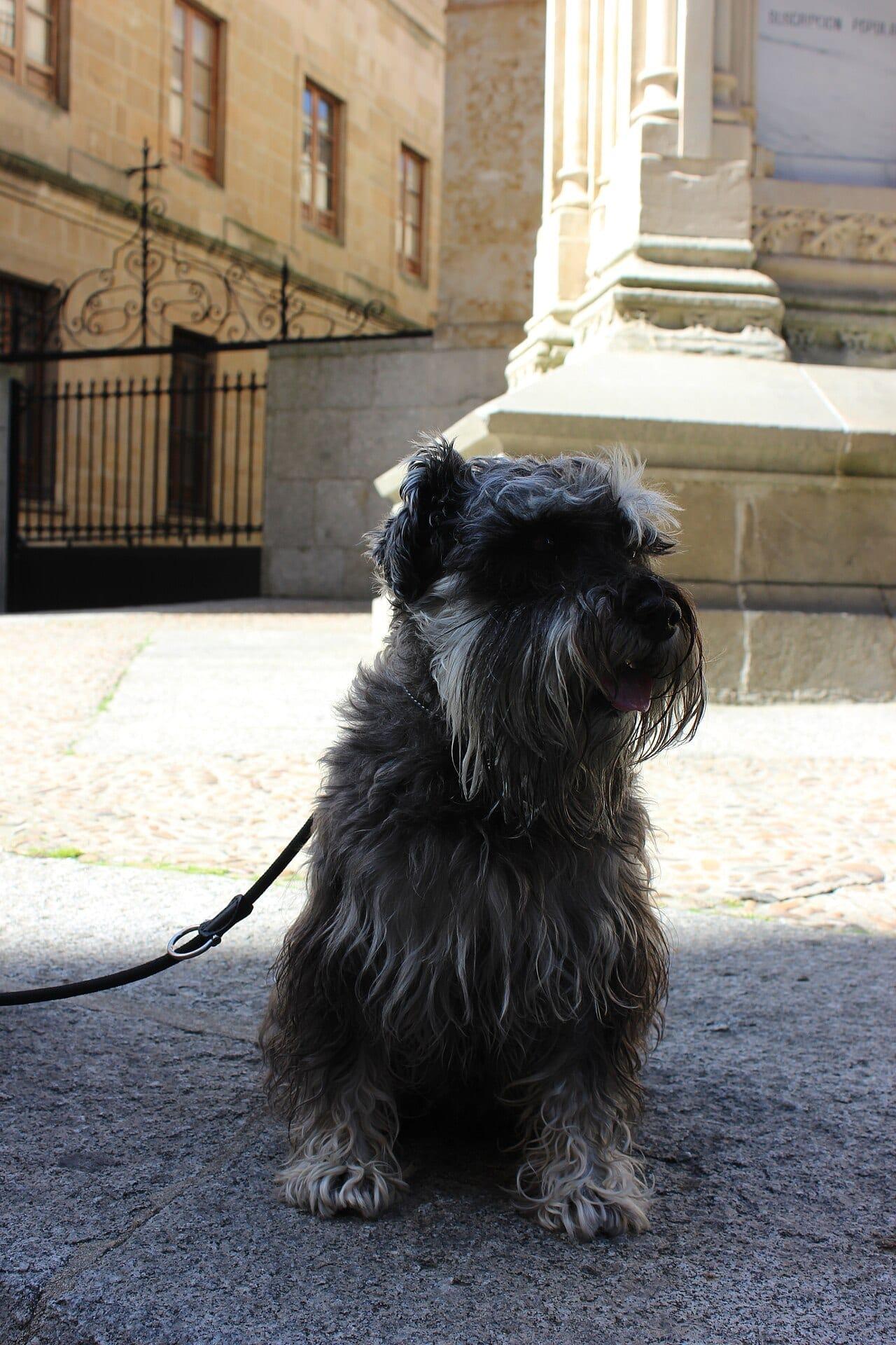 Zwergschnauzer