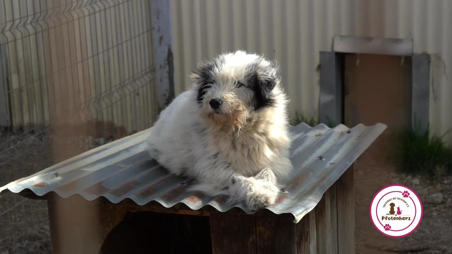 Junger Hund auf dem Dach einer Hundehütte in einem Tierschutzprojekt von Pfotenherz