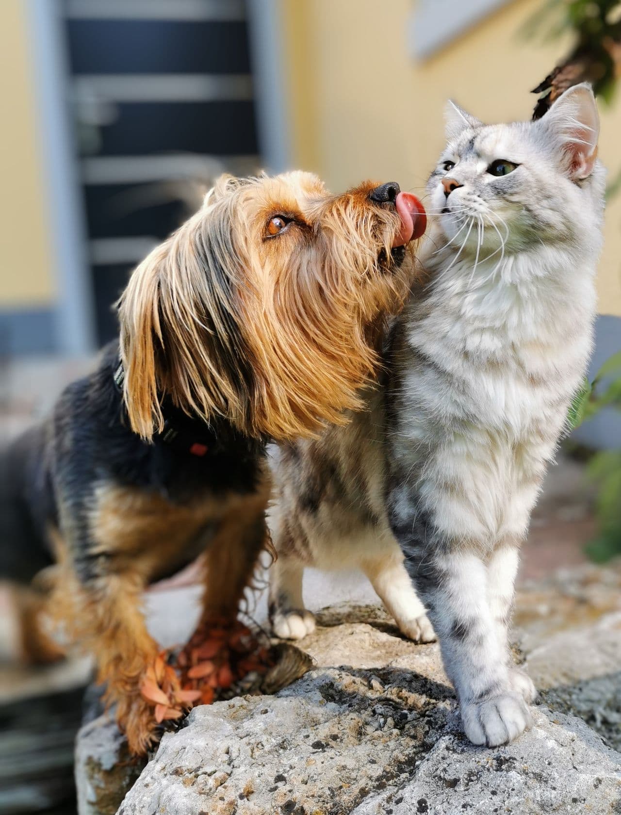 Glücklicher Hund und Katze
