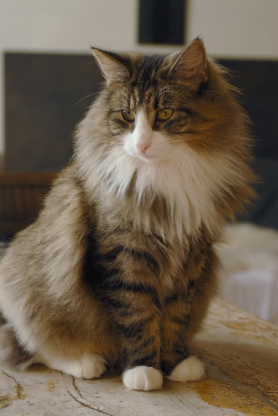 Norwegische Waldkatze