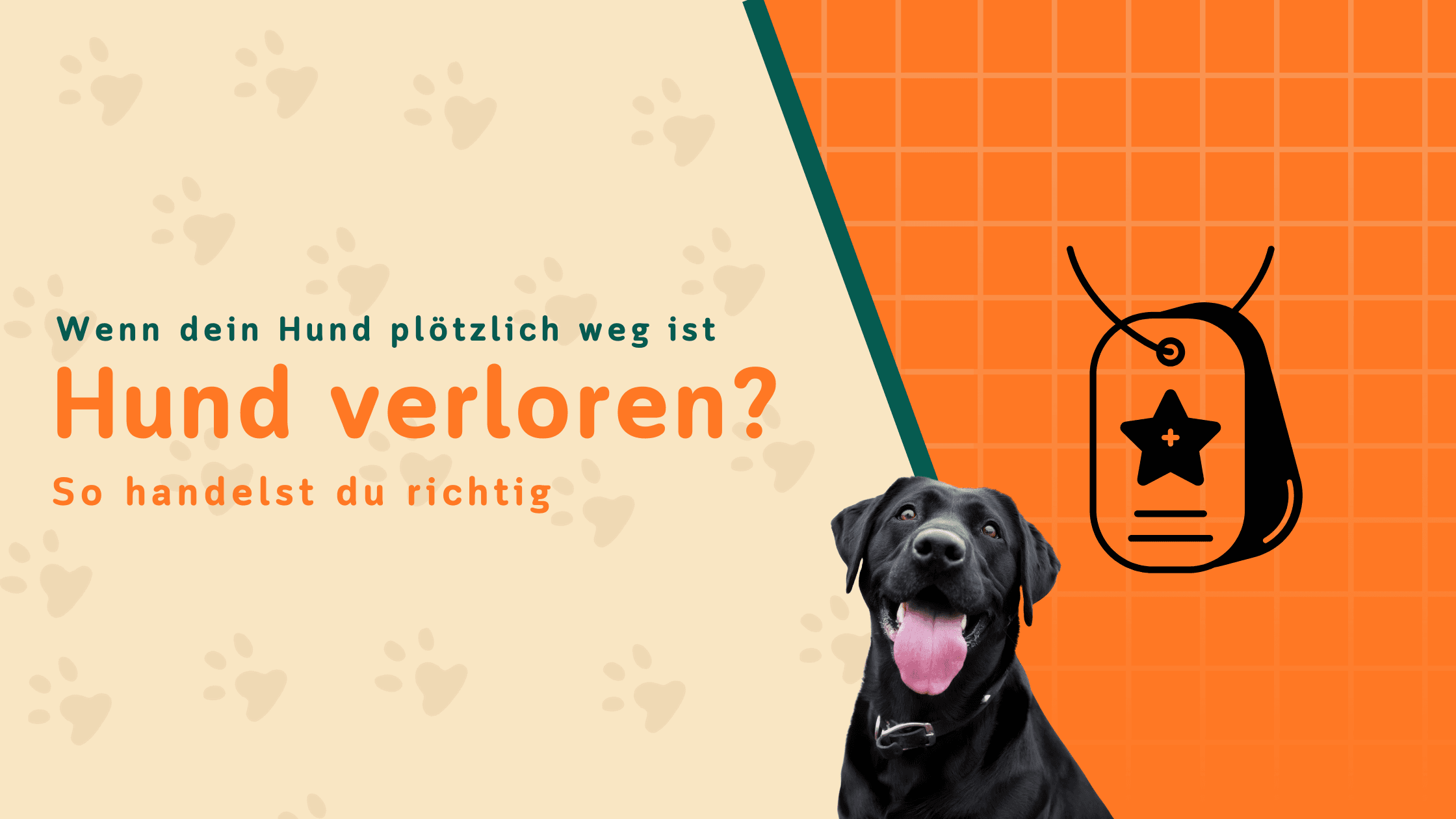 Hund verloren – Was du jetzt sofort tun solltest