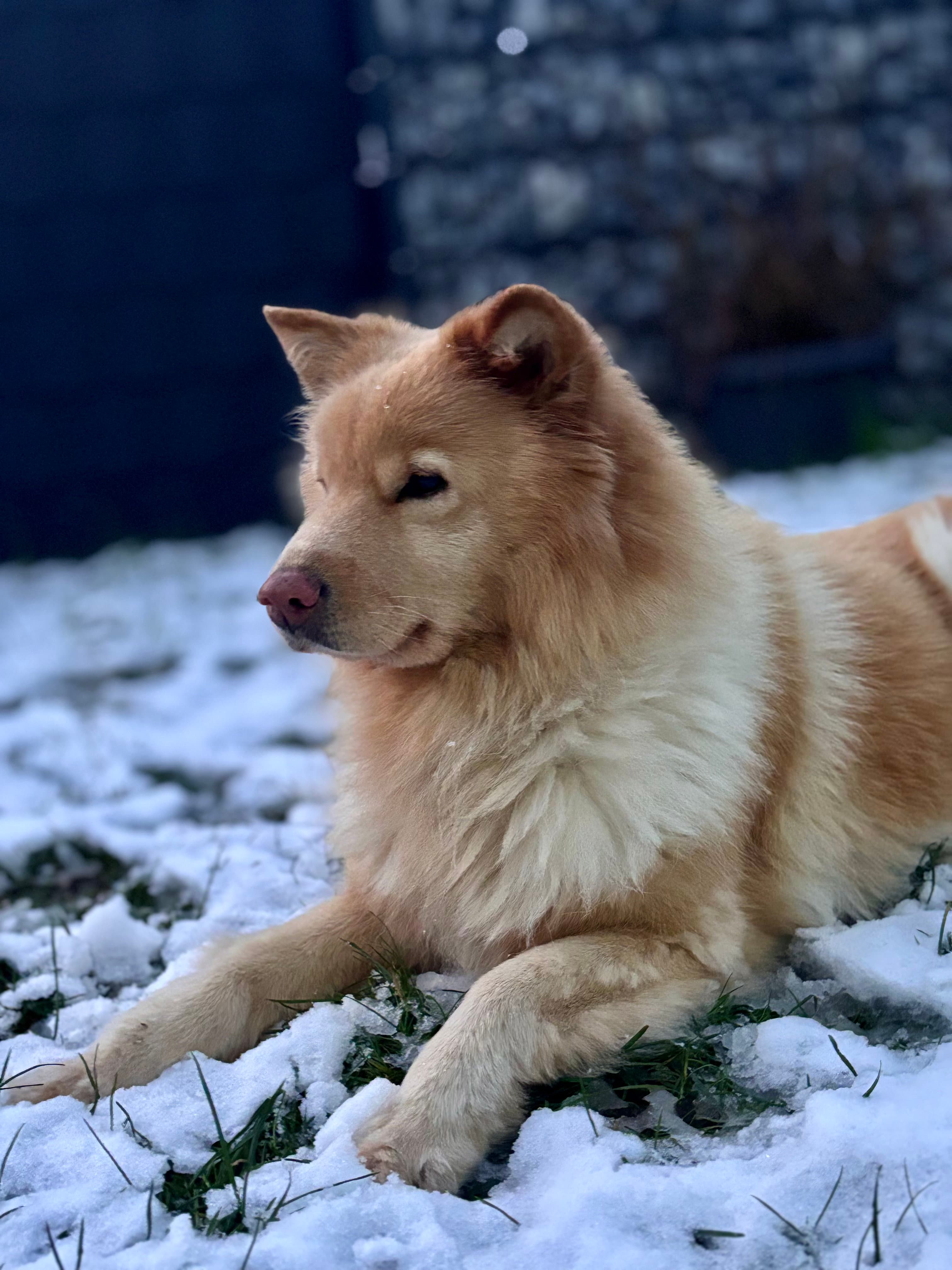 Arbeit an der FellAkte App