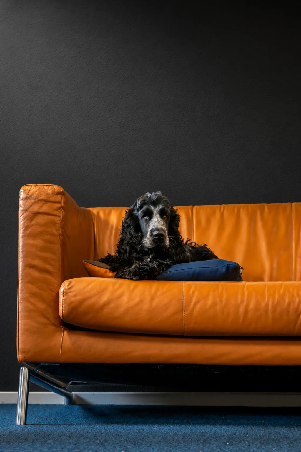 Hund glücklich und gesund - Tierarzt-Befund per KI scannen mit FellAkte