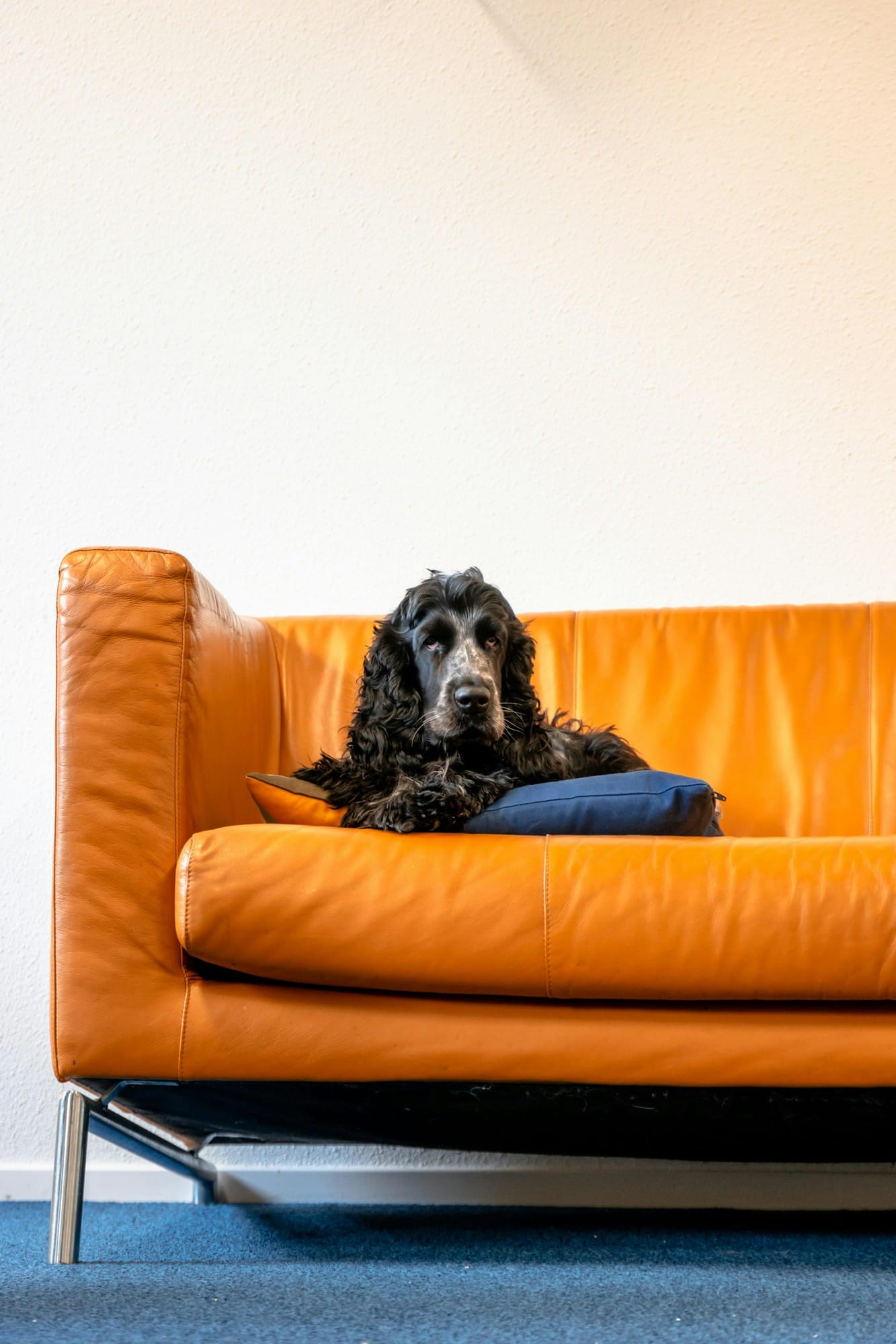 Hund glücklich und gesund - Tierarzt-Befund per KI scannen mit FellAkte