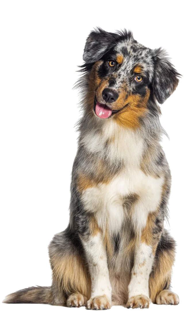 Hund sitzt neben der FellAkte App